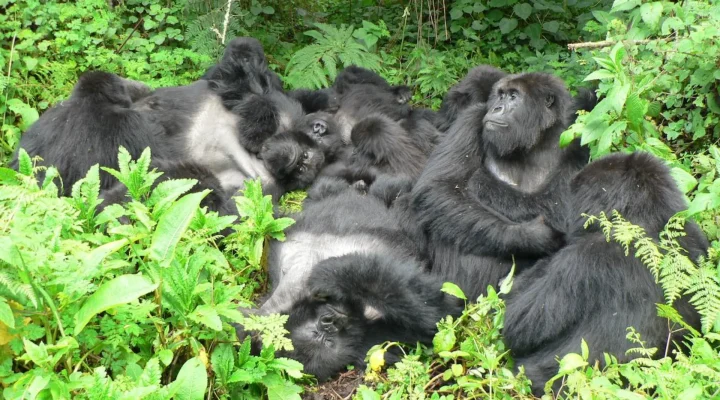 گوریل های کوهستان - عکس1